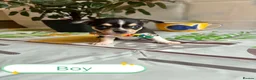 Chihuahua dogs for sale: Chihuahua puppies - Advert 4