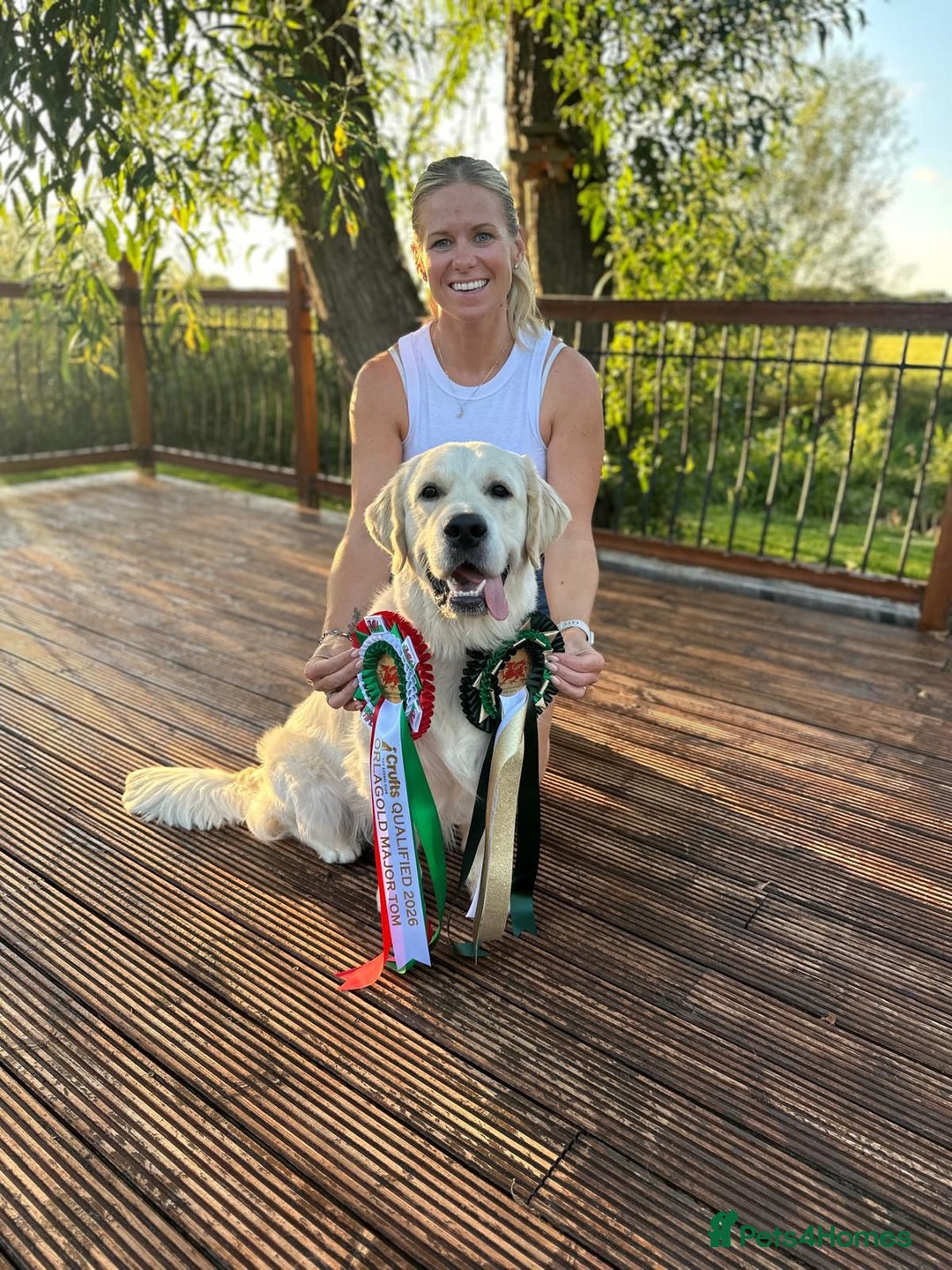 Golden Retriever dogs for stud: ORLAGOLD MAJOR TOM (Ziggy) - Advert 10