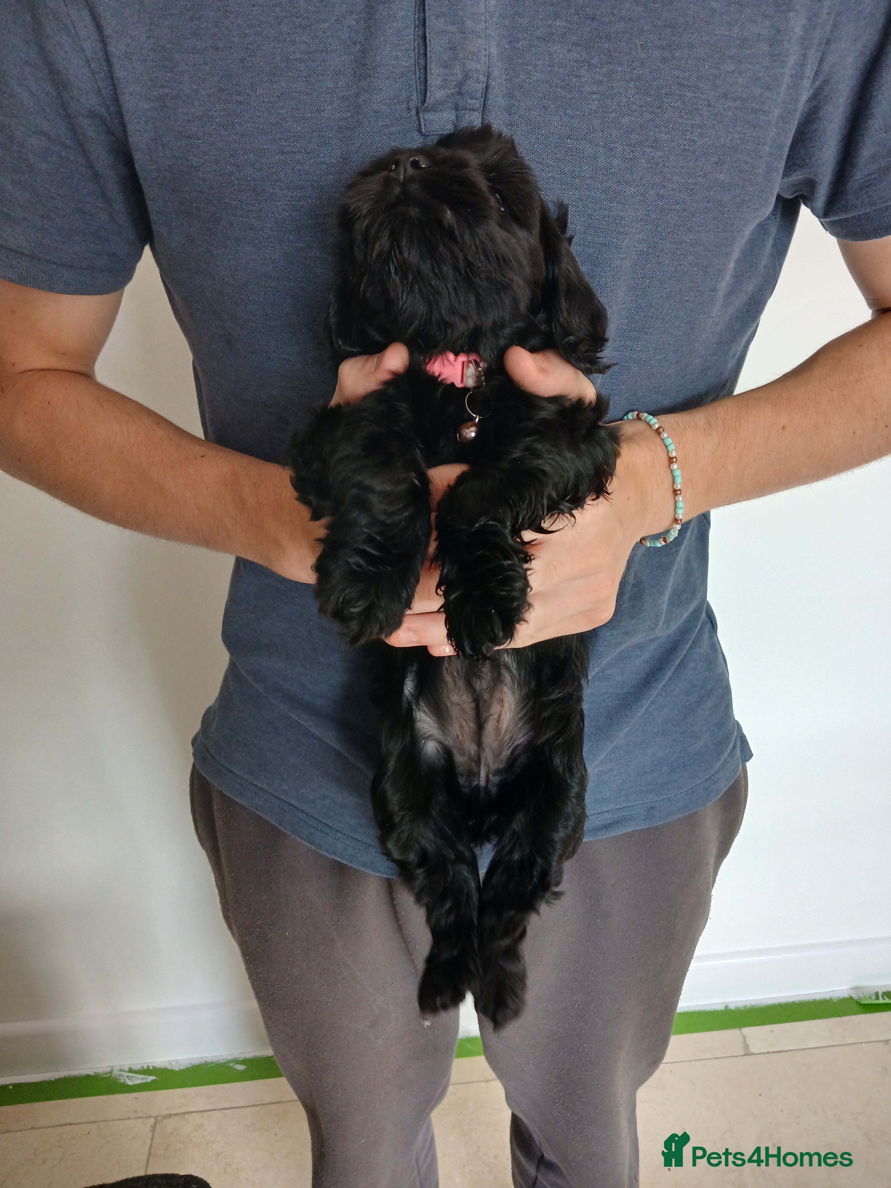 Cockapoo dogs 5 beautiful Toy Cockapoos available - Advert 2