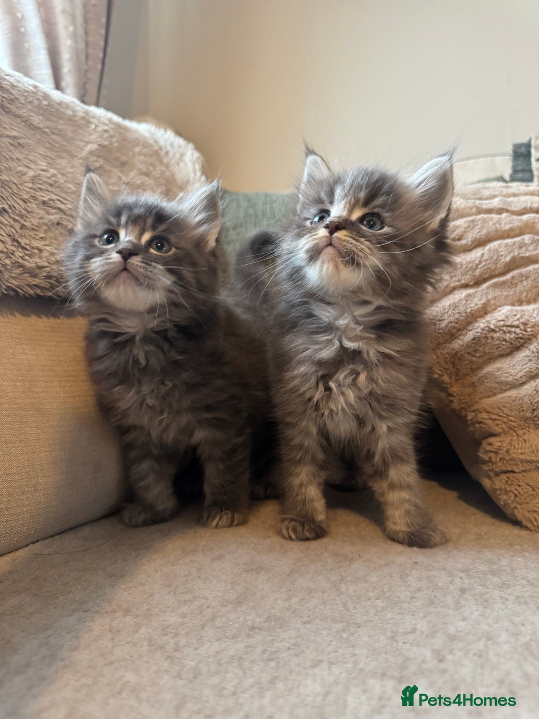 Ragcoon cats for sale: 6 beautiful boy Mainecoon x ragdoll kittens  - Advert 14