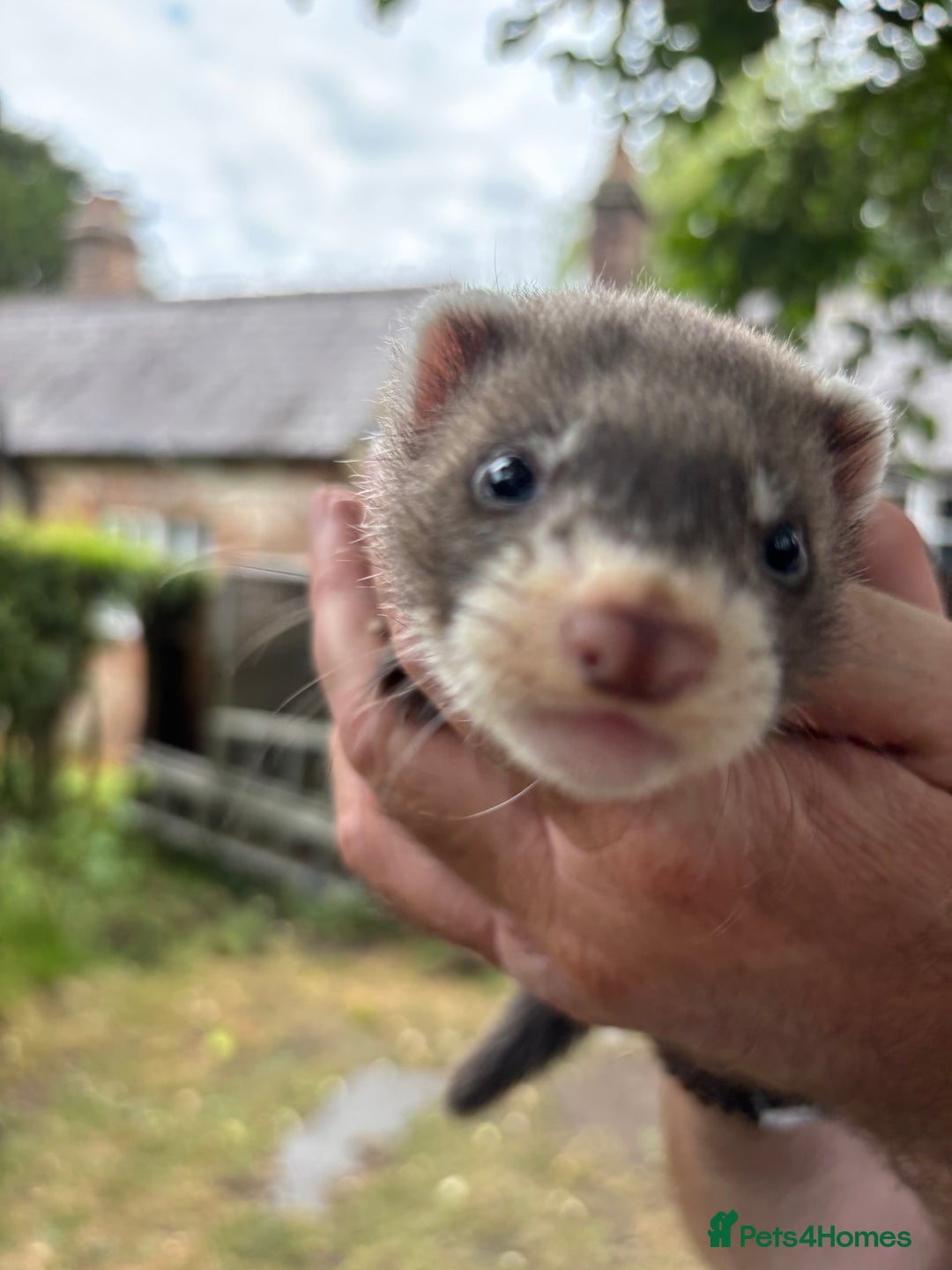 Ferret rodents for sale: Baby ferrets - Image 3