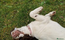 Springador dogs for sale: LAST Female springador for SALE - Image 4