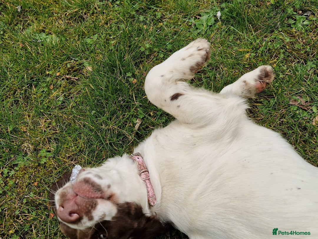 Springador dogs for sale: LAST Female springador for SALE - Image 4