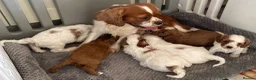 Cavapoo dogs for sale: 🐩🐶🐾FULLY HEALTH CLEAR F1 CAVAPOO🐾🐶🐩  - Advert 10