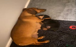Dachshund dogs for sale: Dachshund puppys - Image 9