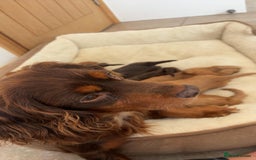 Cockapoo dogs for sale: Stunning Litter of 6 F1 Cockerpoo puppies  - Image 12