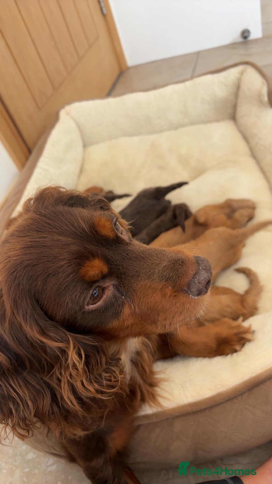 Cockapoo dogs for sale: Stunning Litter of 6 F1 Cockerpoo puppies  - Image 12