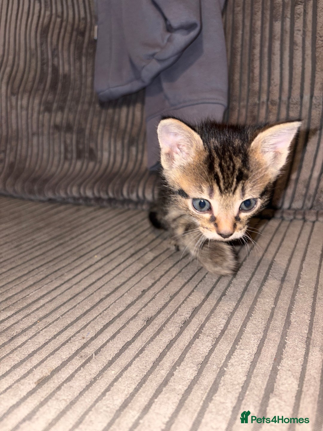 Domestic Shorthair cats for sale: 4 gorgeous Tabby kittens ready 26-1-26 - Advert 31