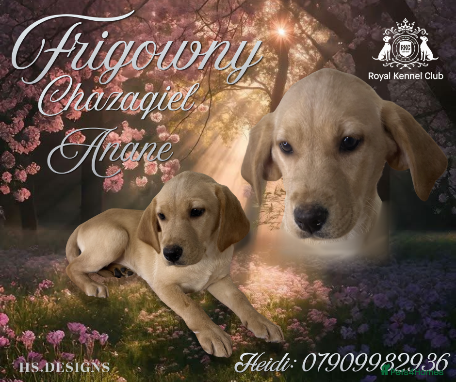 Labrador Retriever dogs 💛 Coretta 💛 Yellow Labrador Girl 💛 Ready Now 💛 - Advert 1