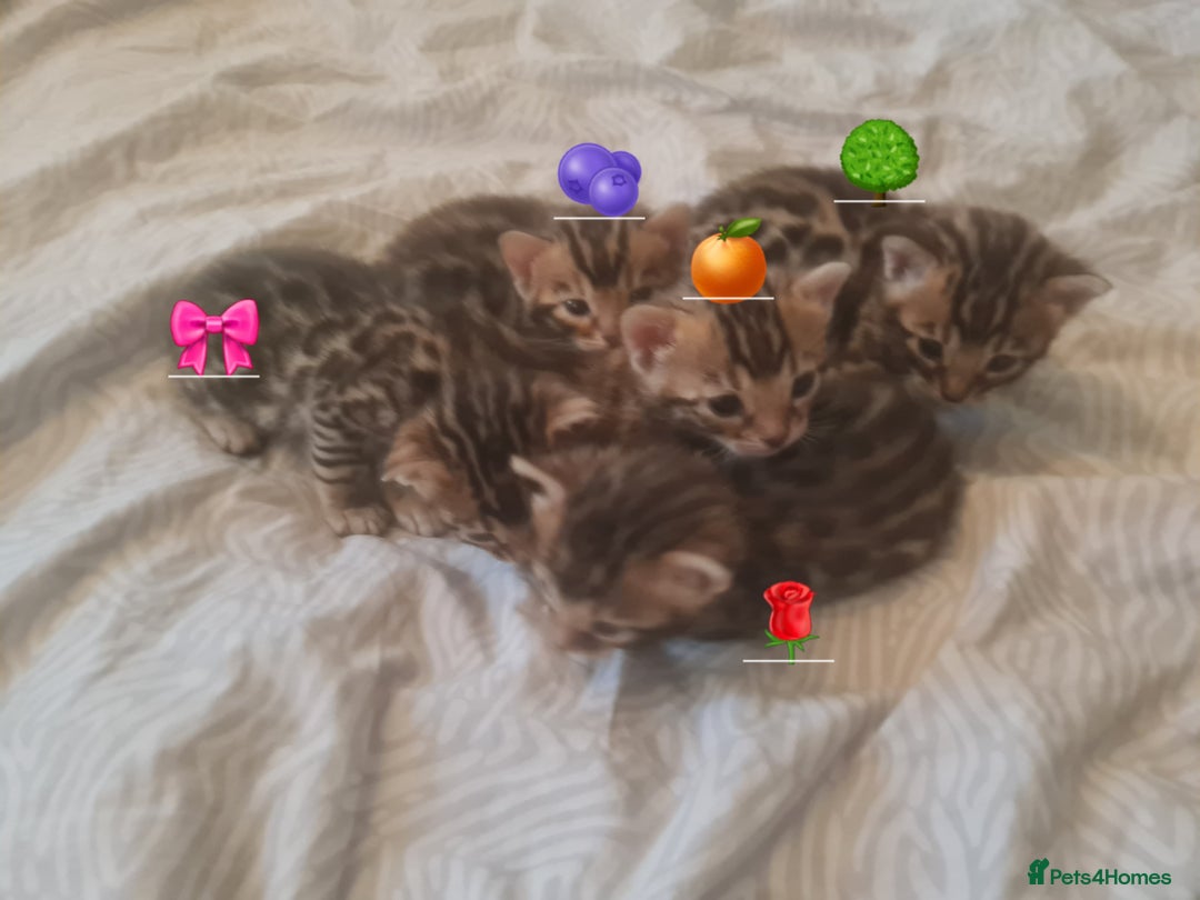 Bengal cats for sale: Beautiful Bengal Kittens  in Sutton - Image 1