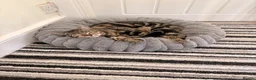 Mixed Breed cats for sale: 4 beautiful tabby / bengal cross - Advert 8