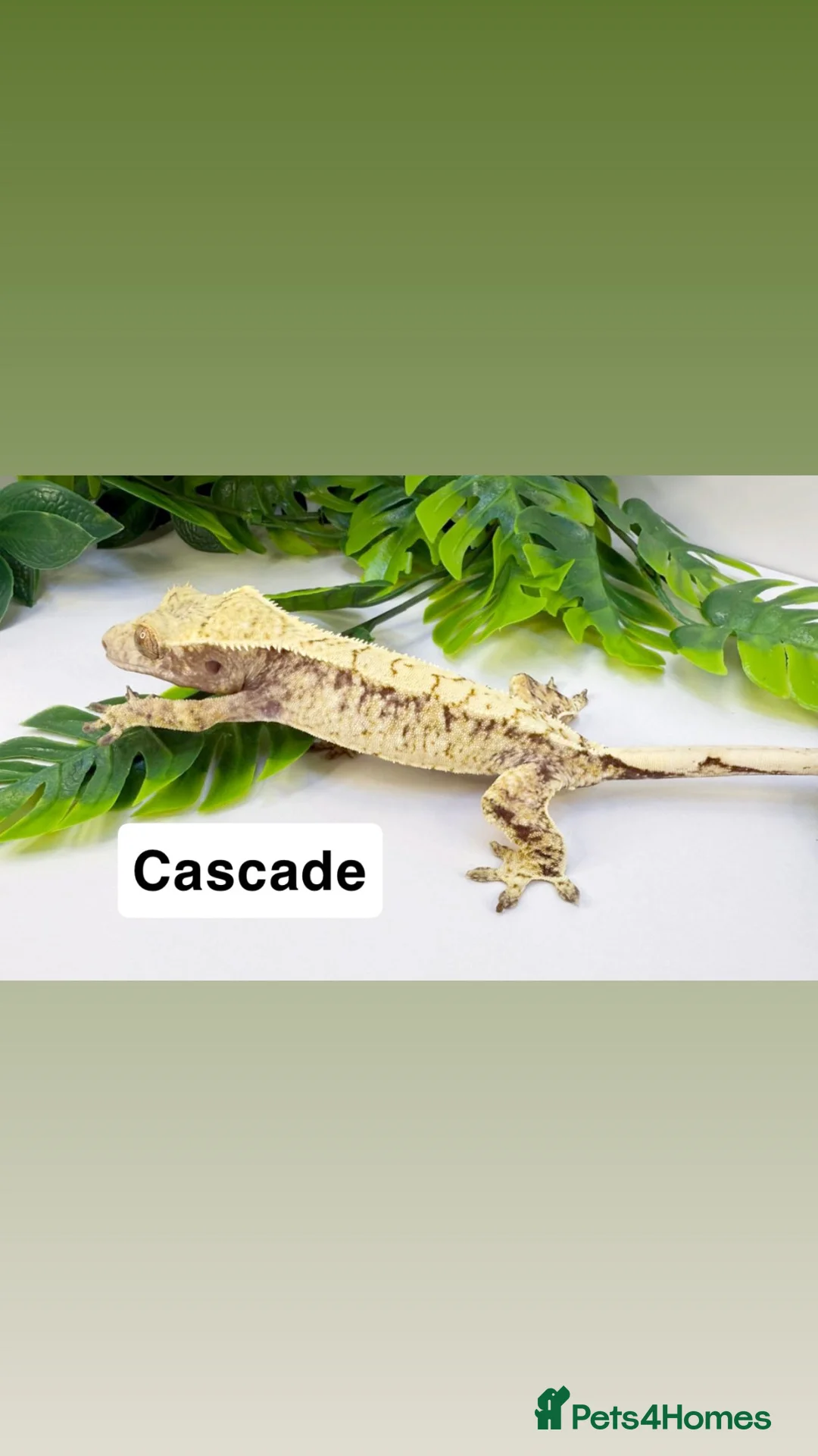 Gecko reptiles for sale: Updated Mixed crested geckos  - Advert 2