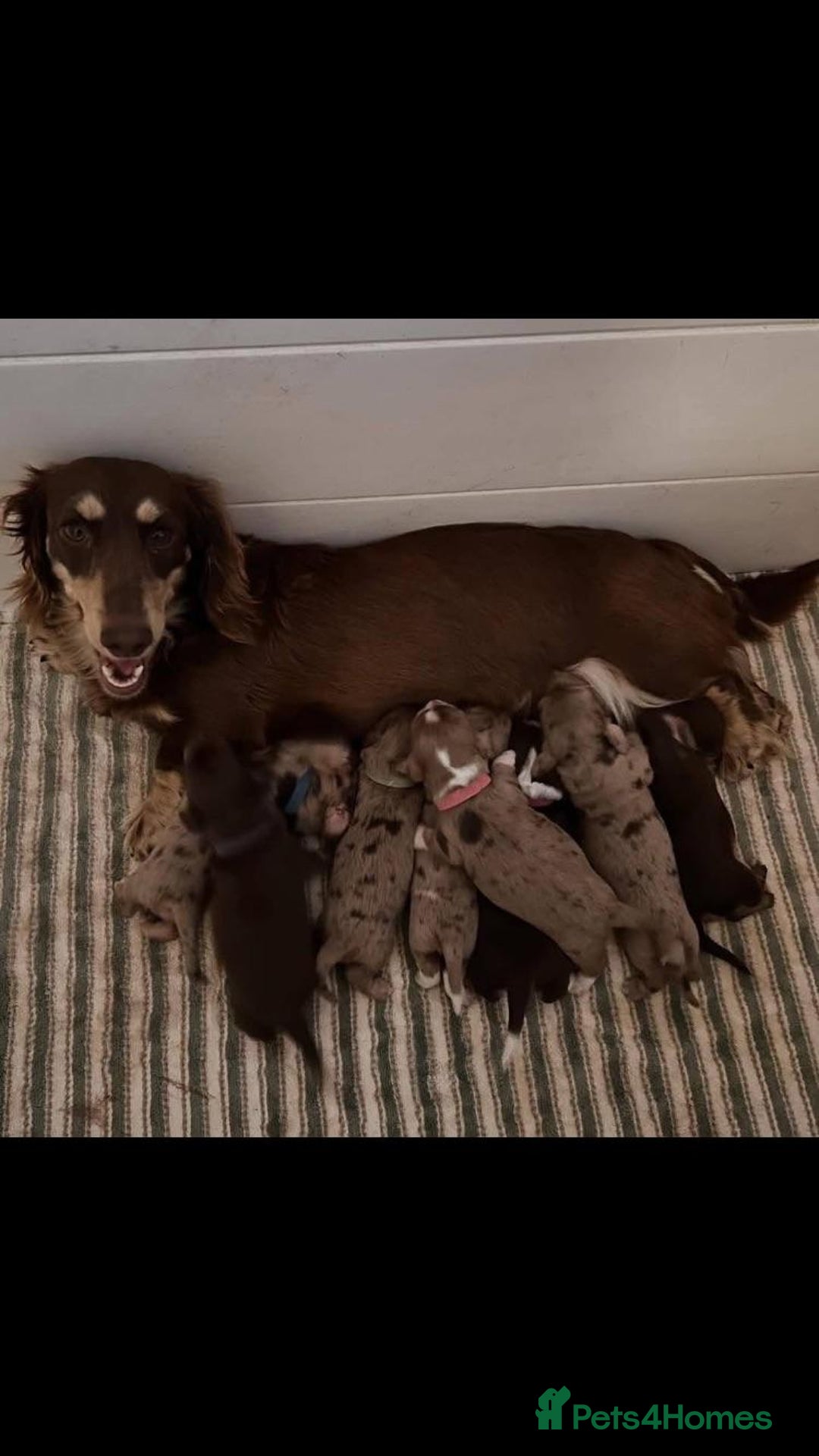 Miniature Dachshund dogs for sale: Miniature Dachshund  - Image 4