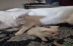Mixed Breed cats for sale: Kittens for Sale - Image 2