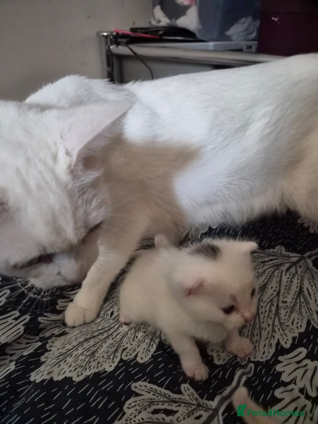Mixed Breed cats for sale: Kittens for Sale - Image 2