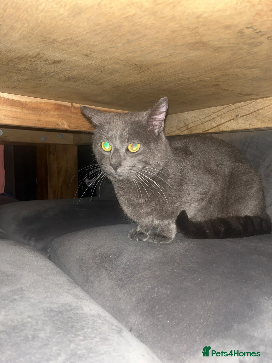 Mixed Breed cats for sale: Mixed Russian  - Advert 1