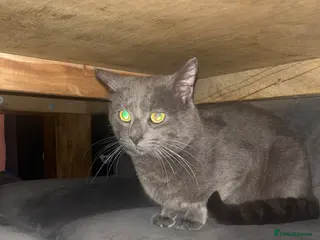 Mixed Breed cats Mixed Russian - Advert 1