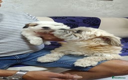 Bichon Frise dogs for sale: Bichon girl - Image 15