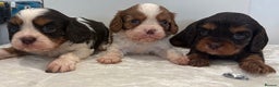 Cavalier King Charles Spaniel dogs for sale: KC TRI BOY LEFT 🍫health tested parents  - Advert 9