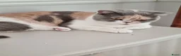 British Shorthair cats for sale: Tri colour British Shorthair  - Advert 11