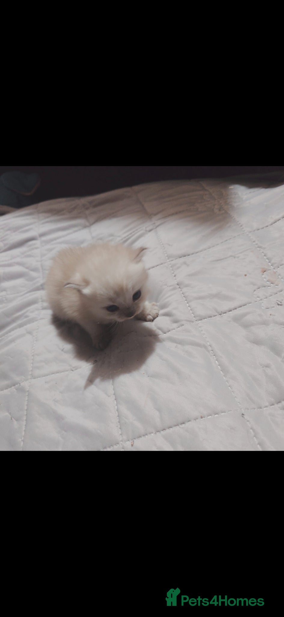 Ragdoll cats for sale: RAGDOLL KITTENS AVALIABLE NOW  - Advert 8