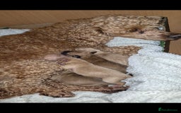 Chipoo dogs for sale: Beautiful chipoo puppys  - Advert 3