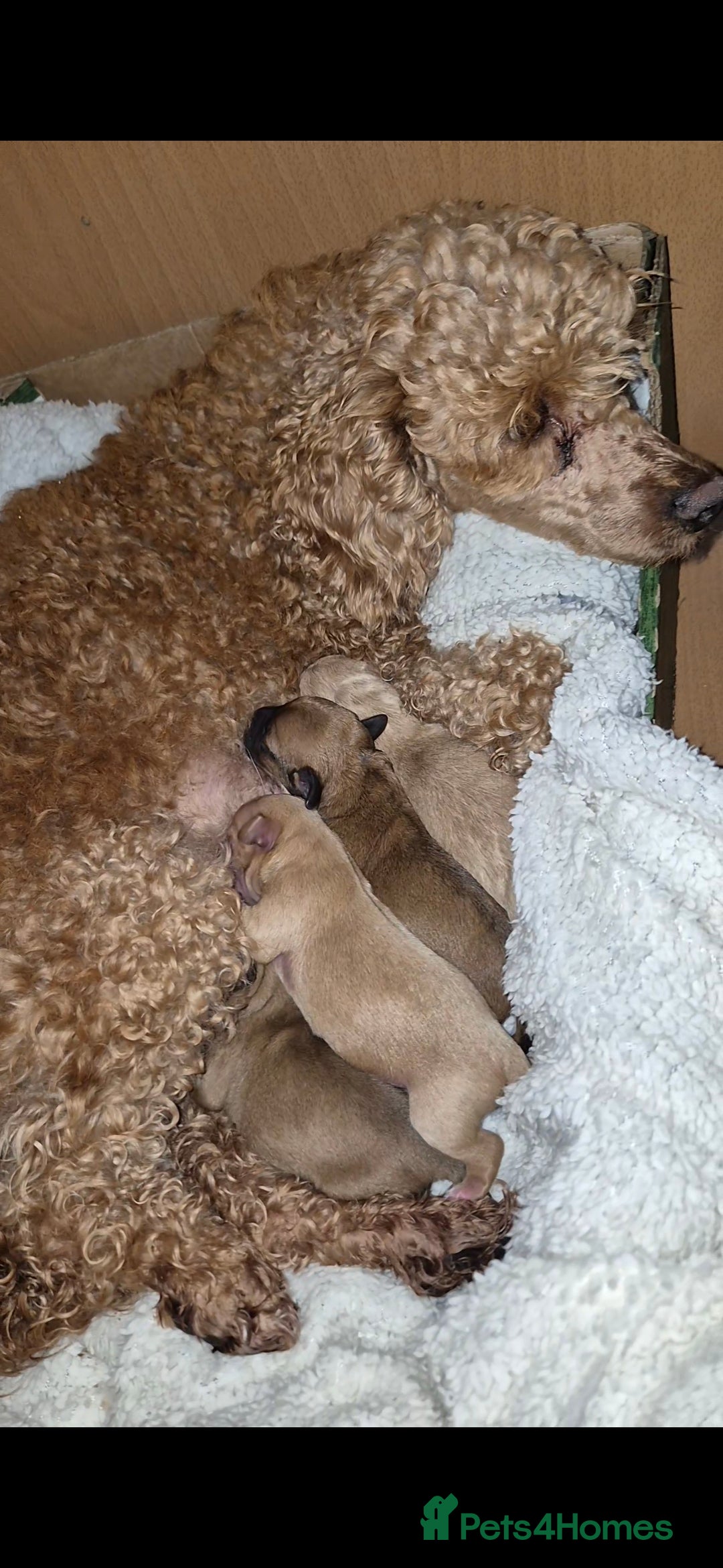 Chipoo dogs for sale: Beautiful chipoo puppys  - Advert 3