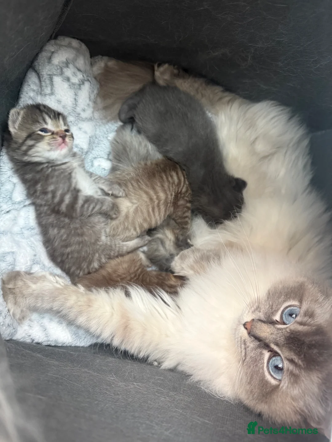 Mixed Breed cats for sale: Beautiful Ragdoll x kittens  - Advert 11