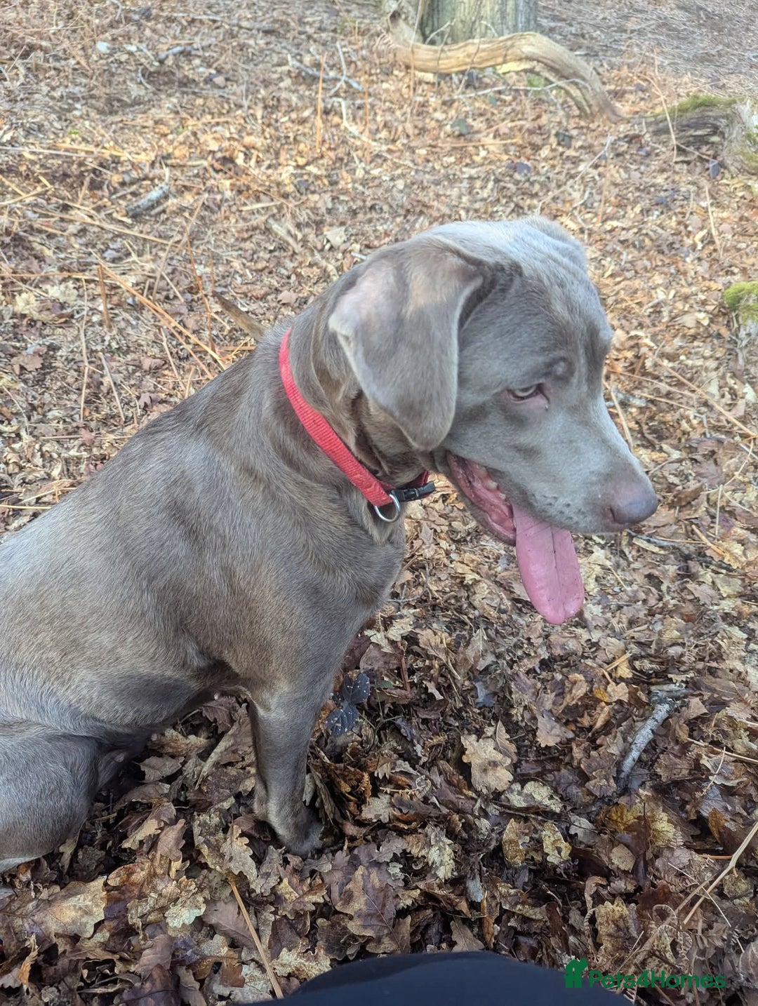 Labrador Retriever dogs for sale: KC Silver Labradors  - Image 17