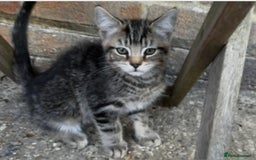 Domestic Shorthair cats for sale: 10 week old tabby female kitten for sale - Image 6