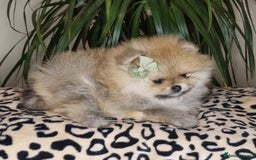 Pomeranian dogs for sale: CHAMPION BLOODLINE 3 female 1 male - Image 12