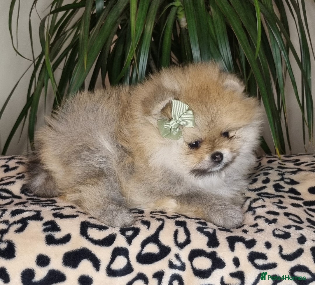 Pomeranian dogs for sale: CHAMPION BLOODLINE 3 female 1 male - Image 12