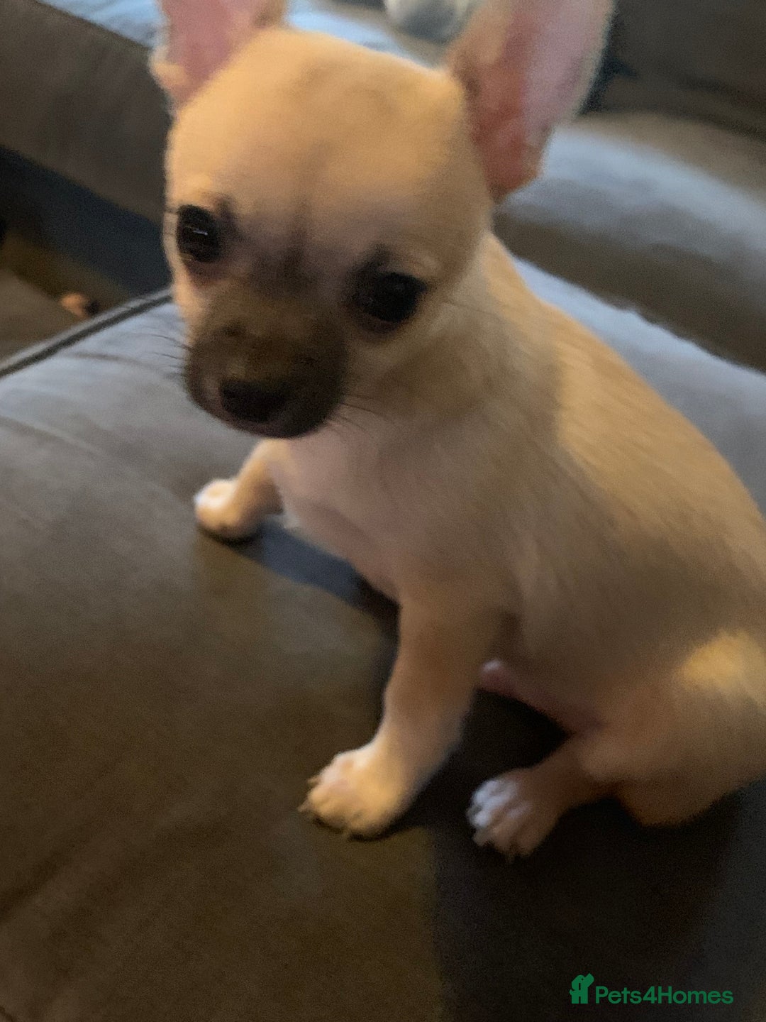 Chihuahua dogs for sale: ❤️ Last little boy ready for his forever home ❤️ - Advert 4