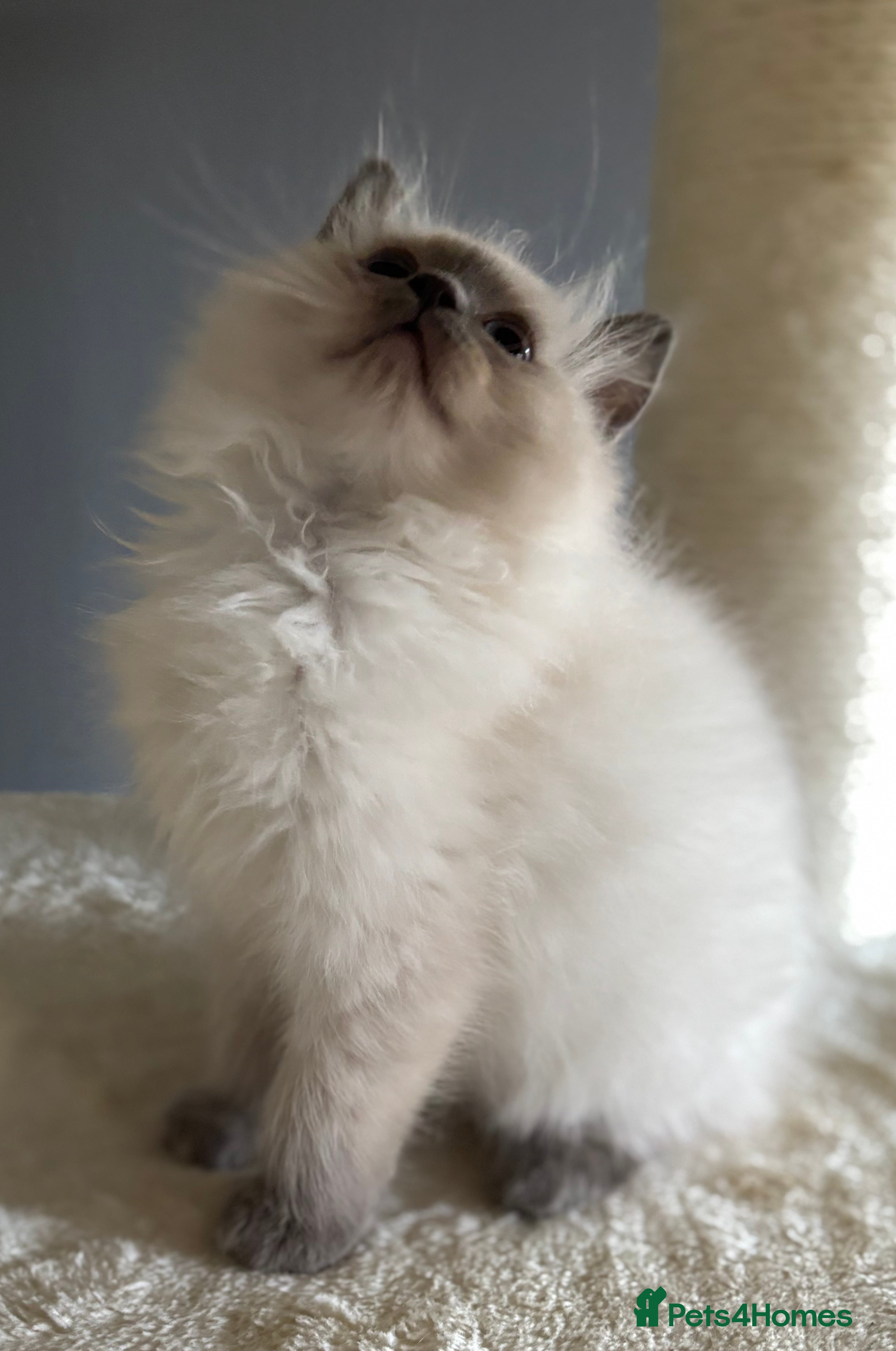 Ragdoll cats  gccf blue colourpoint boy simply stunning  - Advert 13