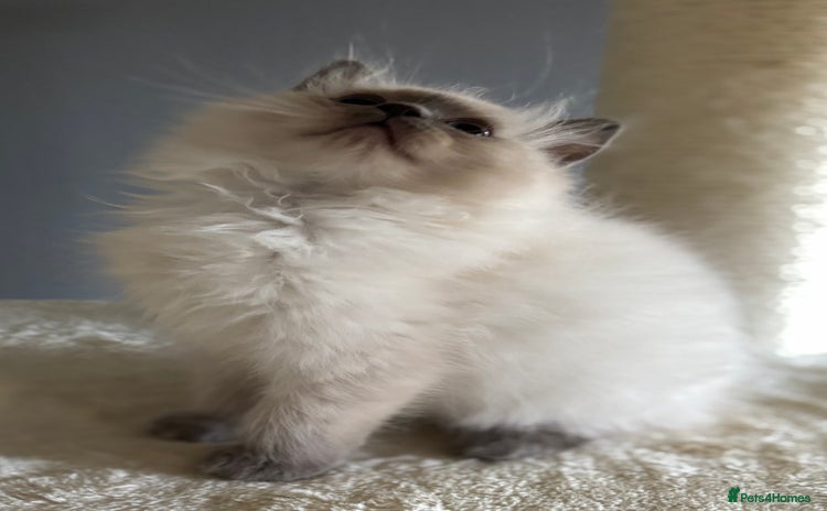 Ragdoll cats - Advert 5