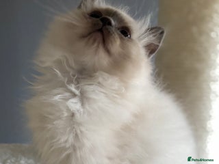 Ragdoll cats - Advert 12