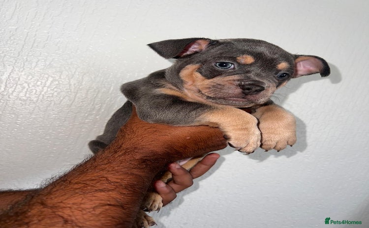 Mixed Breed dogs - Advert 1