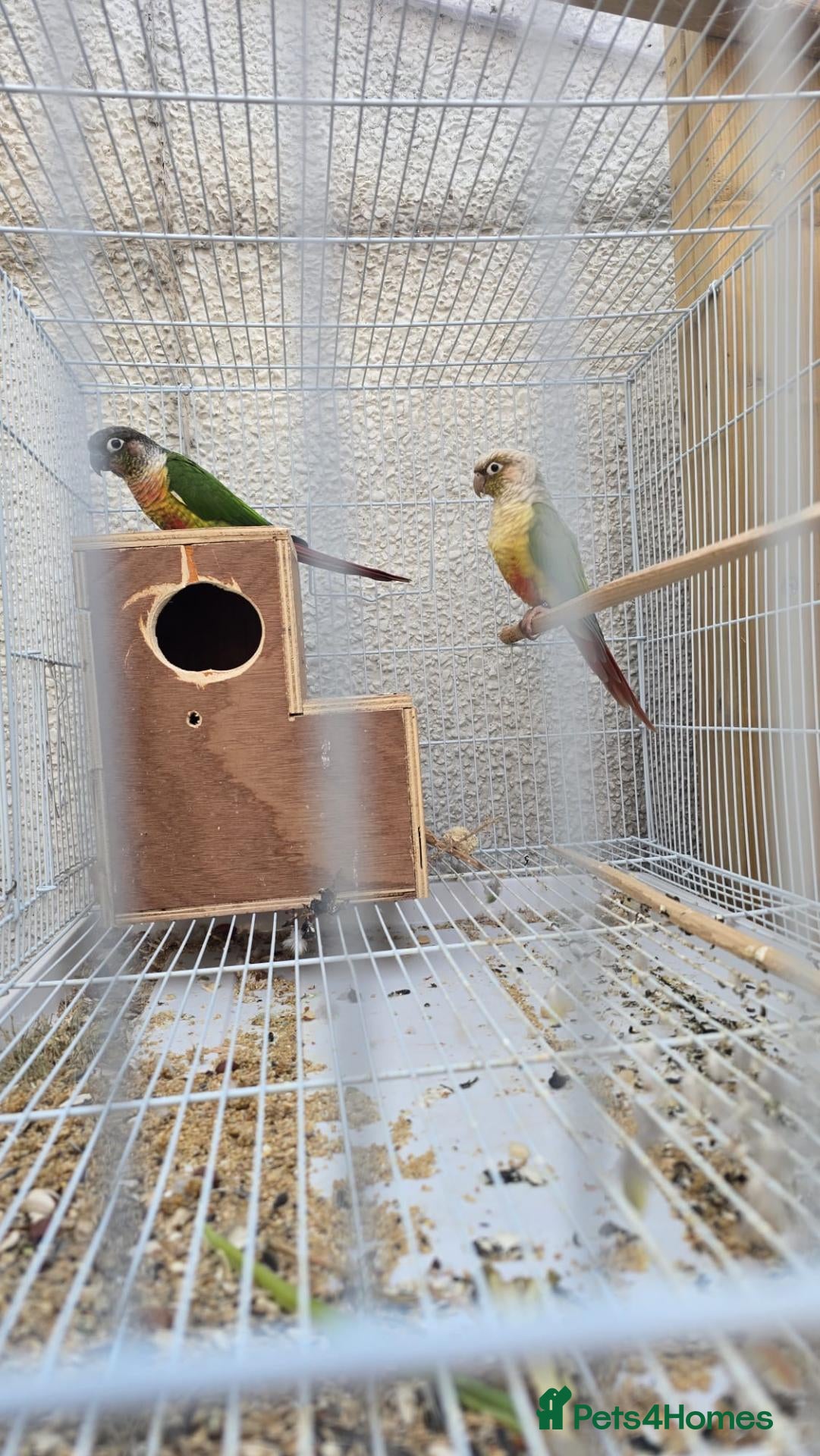 Conures birds Conures Proven Breeding  - Advert 2