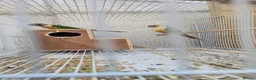 Conures birds for sale: Conures Proven Breeding  - Advert 2