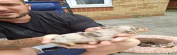 Miniature Dachshund dogs for sale: Miniature dachshund long haired - Advert 5