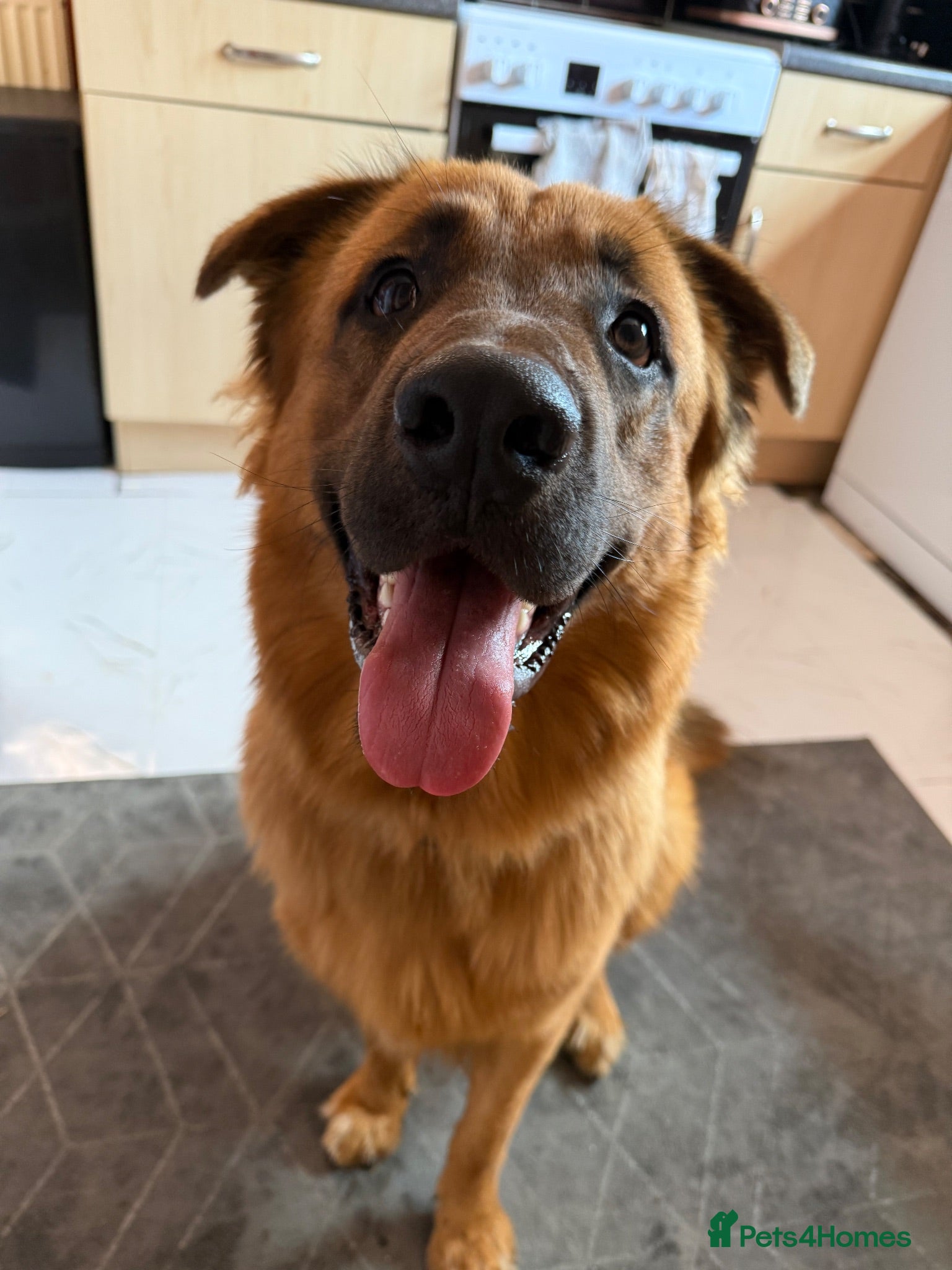 Mixed Breed dogs Bear - gorgeous 1 year old male - Advert 2