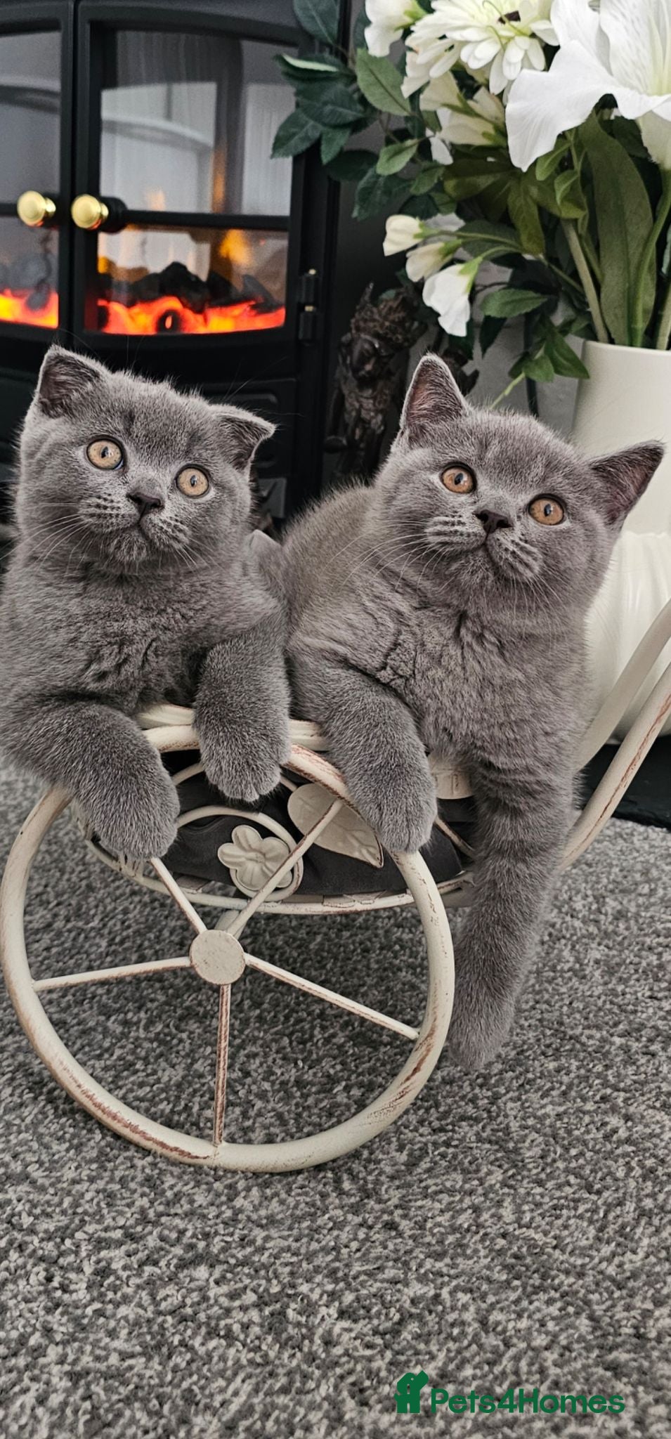 Scottish Fold cats 2 Beautiful Scottish Fold And Straight Ear Kittens - Advert 1
