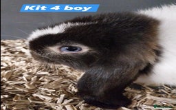 Mini Lop rabbits for sale: Mini lop rabbits  - Image 1