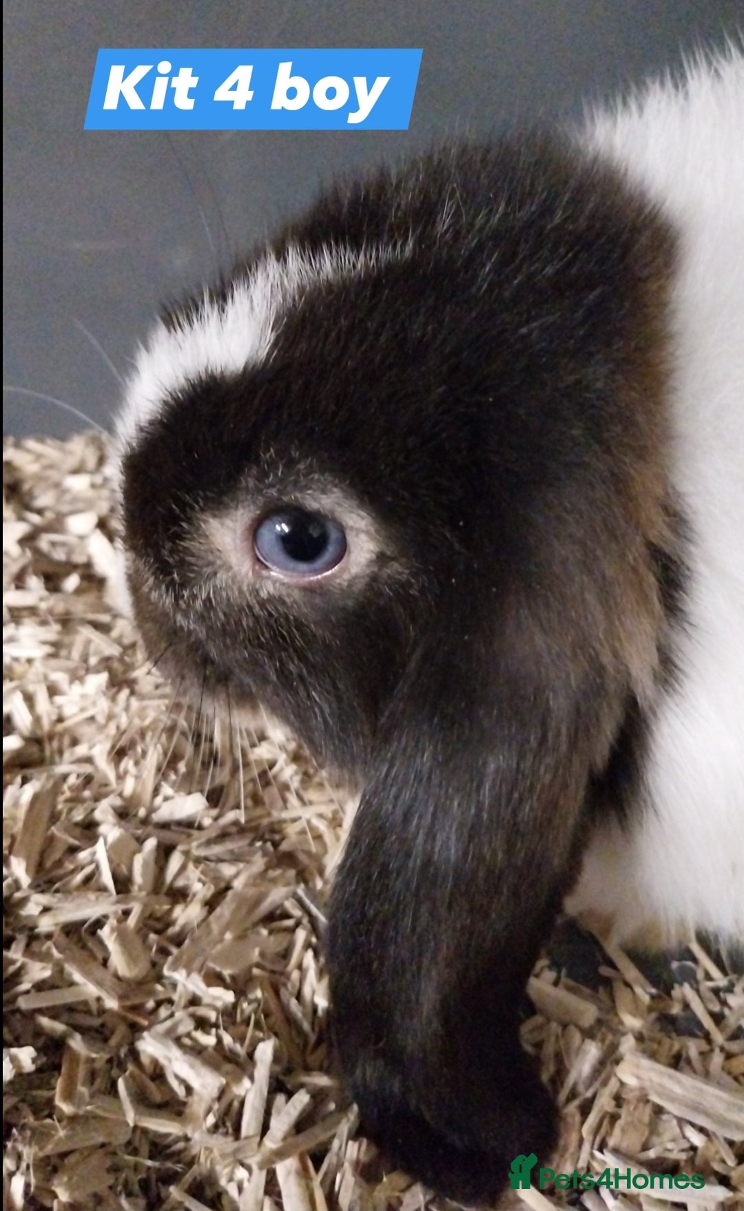 Mini Lop rabbits for sale: Mini lop rabbits  - Image 1