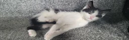 Mixed Breed cats for sale: cute kittens are looking for their new home in Gateshead - Advert 4