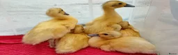 Ducks poultry for sale: Pure Silver Indian Runner Ducklings for SALE - Advert 11