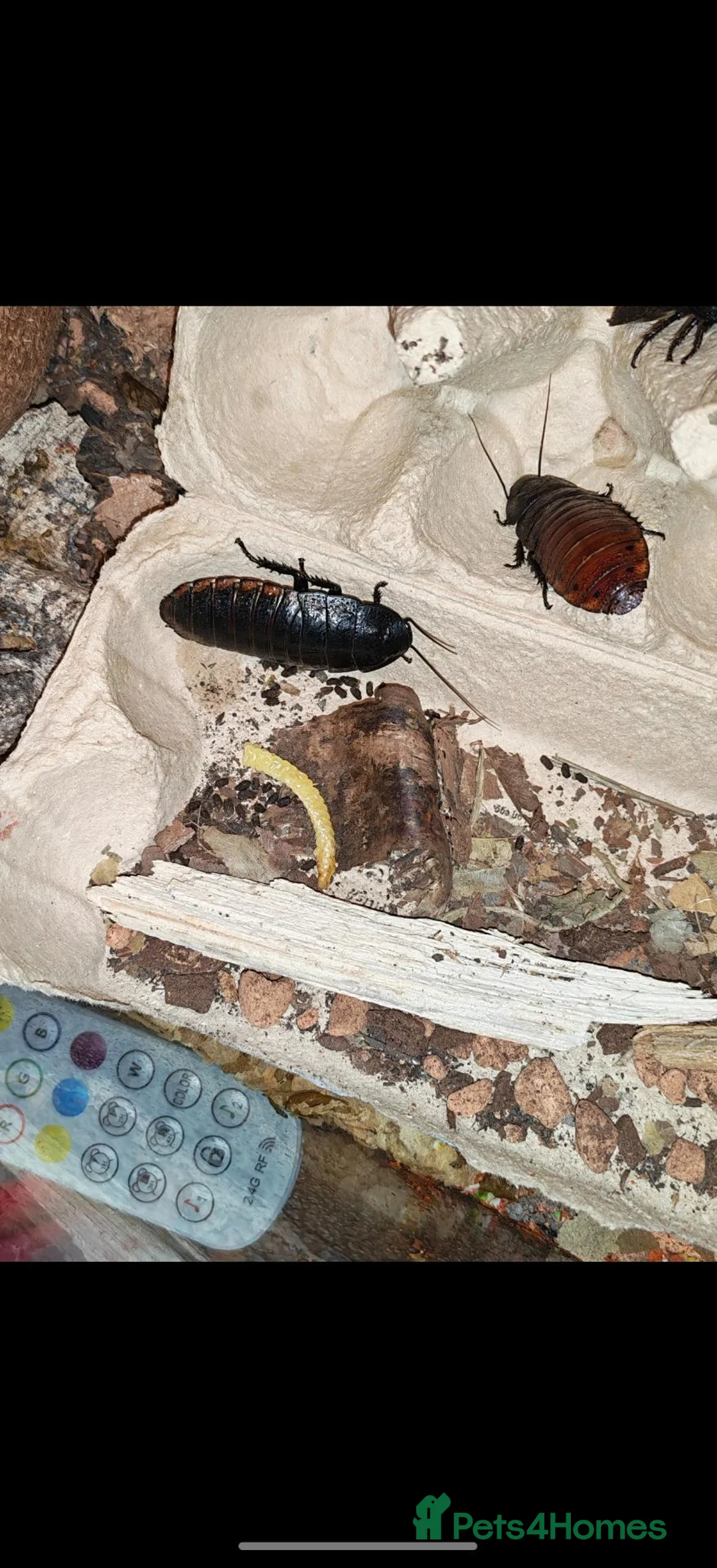 Cockroaches invertebrates for sale: Madagascan Cockroaches in Gloucester - Advert 3