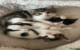 Mixed Breed cats for sale: 4 Sweet tempered kittens looking for loving homes - Image 2
