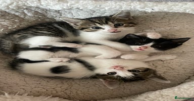 Mixed Breed cats - Advert 2
