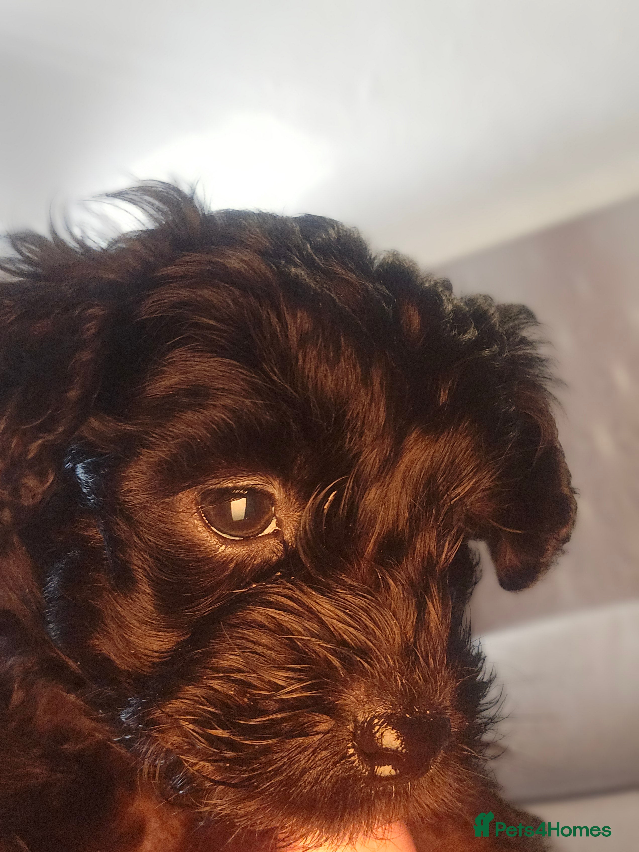Shihpoo dogs 🐶 Gorgeous F1B Shihpoo Puppies - Family Raised 💕 - Advert 2